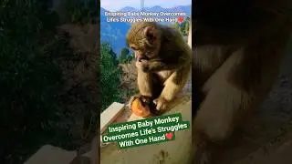 Inspiring Baby Monkey Overcomes Life&rsquo;s Struggles With One Hand, ❤#nature #cute #monkey #shortsfeed
