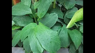 Garden Answer: 20 Species in Genus Stromanthe