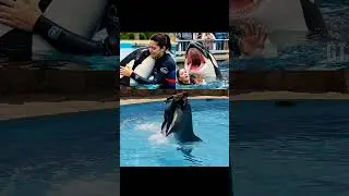 dolphin trainer jessica #dolphin #jessica #shorts