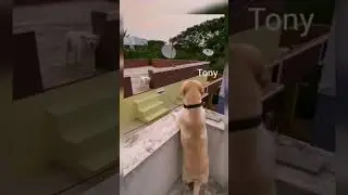 What's your name , Tony and Ezequiel dog fighting funny video