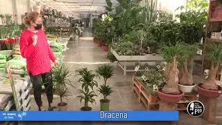 Dracena (Un giorno, un fiore 17 Febbraio 2022)