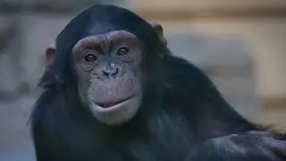 Idemo u Zoo: Čimpanza