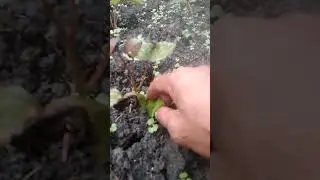 Gumawa Ako nang aking pandilig sa aking mga tanim#farmersvlog #simplengbuhayprobinsya #simplefarmer