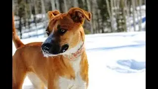 The German Shepherd Boxer Mix