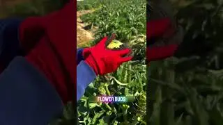 Этот &laquo;овощ&raquo; на самом деле цветок&hellip; и он ОЧЕНЬ дорогой 😳