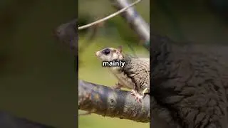 Flight of Fancy: Unveiling the Secrets of Sugar Gliders!