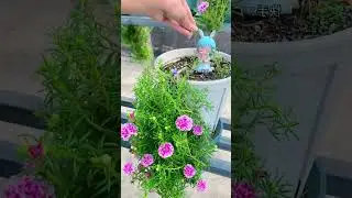 Time take fertilizer on portulaca flower garden #garden #handmadeplanter #plants