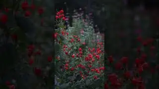 Hummingbird Bush Early Evening