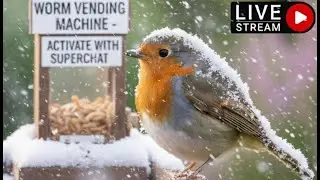 🔴LIVE + INTERACTIVE | WINTER SNOW WATCH WILD BIRD FEEDER 🐦