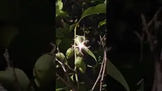 Rare fruits can find in rain forest #rainforrest #nature #rarefruits #khatulistiwa