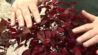 Don&rsquo;t be alarmed by evergreen color changes