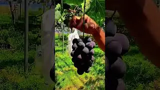 Grape Bagging Technique for Premium Quality #AgriculturalInnovation