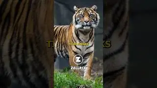 REASON WHY TIGER MEAT IS SO EXPENSIVE #joerogan #joeroganexperience