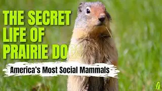 They Live in Underground Cities | Meet the Prairie Dog