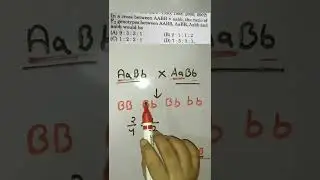 Practice problems on probability from genetics l NEET l class 12