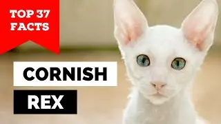 99% владельцев кошек породы корниш-рекс не знают об этом