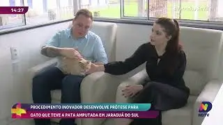Gato de Jaragu&aacute; do Sul ganha pr&oacute;tese inovadora e volta a ter qualidade de vida