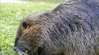 Coypu, coip&uacute; (Myocastor coypus) foraging in aquatic environment, France