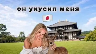 Нара, Япония - город оленей и самый большой Будда