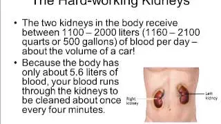 Excretory System Basics