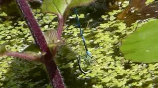 Mating pair and laying eggs -  Blue Damselflies - Enallagma cyathigerum - Meyjarflugur - M&ouml;kun