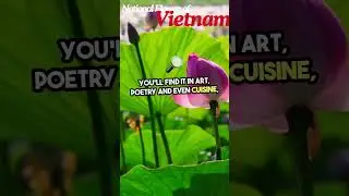 National #flower of  Vietnam #facts #shorts #shortvideo #scubefacts #knowledge #learning #learn