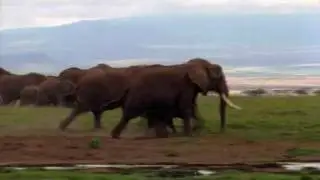 Deadly African Elephant The world's largest land animal