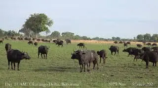 huge buffalo herd - part 23 - moves out