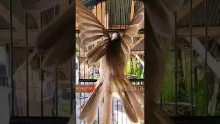 trucukan GACOR GARUDA