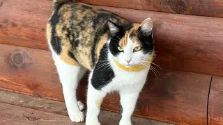 Creek the Calico Cat