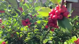🍒Red Wild Cherry Tree [Prunus avium]  Edible🍒 Fruit [Stanwood WA USA] 5K HD Cinematic @MalluSeattle