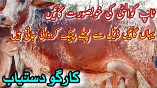 SUPER QUALITY PURE CHOLISTANI COWS FOR SALE NEAR MADRASSA MANDI BAHAWALNGER || Dairy Farming Bread