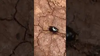 Beetle versus Safari Ant (Mandibles of Steel). The Prequel.
