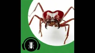 Keeping Leafcutter Ants V2 - Featuring Wakooshi and Ant Antics  | The Ant Podcast #29