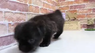 ワンラブ　名古屋市　ペットショップ　145392