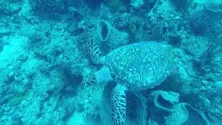 Sea turtle