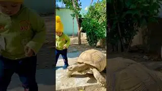 Sherry Ki Apna Tortoise Pet Sa Mastiya Funny #shorts #ytshorts #viral #trending #funny #cute #pets
