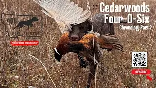 Cedarwoods Four-O-Six Chronology Part 2 | Pudelpointer Training Progress & Field Development