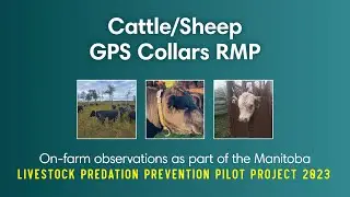 Manitoba Livestock Predation Prevention Pilot Project - GPS Collars