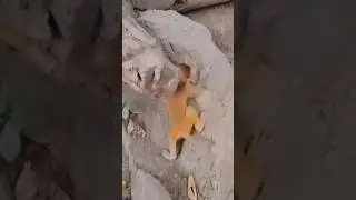 Monkey funny videos #funny#comedy#shorts#bander#monkey videos#Rushda hayat