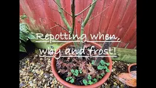 Japanese Maples, when to repot and how this can affect the plant in future. Why NOT to over pot!