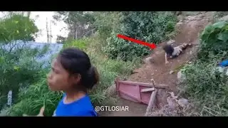 GTLOSIAR full video sakina pelakor