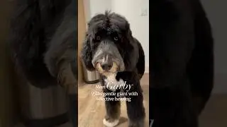 This 90lb gentle giant has very selective hearing #gentlegiant #selectivehearing #shorts