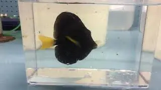 Purple Tang