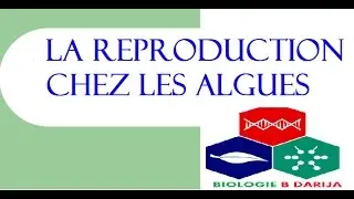biologie végétale partie 4 la reproduction chez les algues ( répétition )