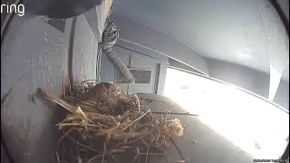 House Finch Chick Raising - Day 12 - Maybe five eggs now?