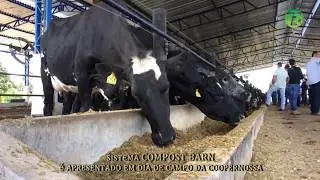COMPOST BARN NO CONFINAMENTO DE VACAS LEITEIRAS   dia de campo Coopernossa