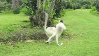 Dancing Sifakas