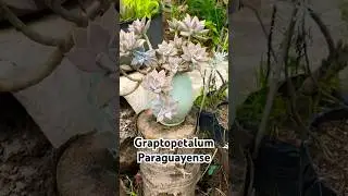 Graptopetalum Paraguayense #suculentas #plantas #flowers #nature #fyp #graptopetalum #candybu #fypシ