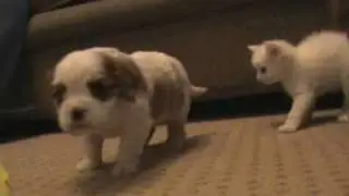Poppy the puppy and friends and kitten